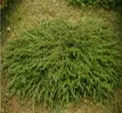   
 Juniperus communis 'Repanda'